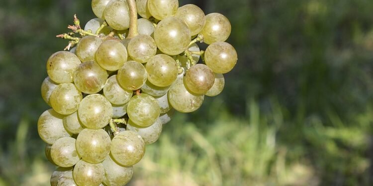 Unlocking the Secrets: A Guide to Successful Cannabis Germination