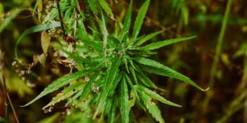 Unlocking the Healing Powers of Medical Cannabis: A Guide to its Life-Changing Benefits