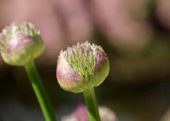 Unleashing the Greenhouse Revolution: Maximizing Cannabis Growth and Quality with Controlled Environments