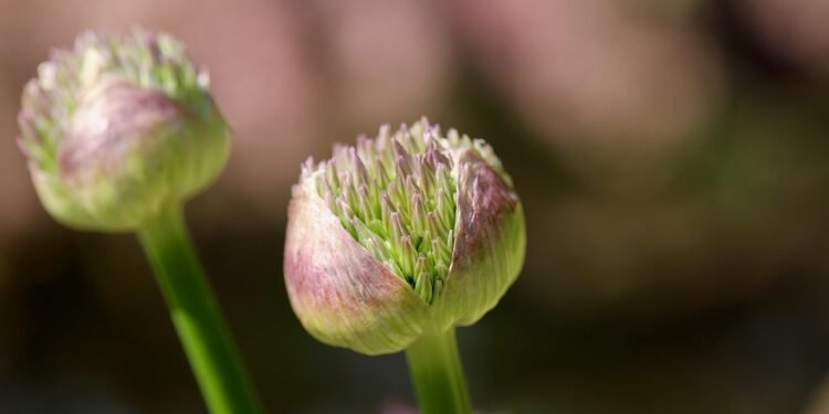 Unleashing the Greenhouse Revolution: Maximizing Cannabis Growth and Quality with Controlled Environments
