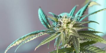 The Healing Power of Medical Cannabis: Exploring the Best Strains for Pain Relief and Wellness