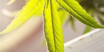 The Healing Power of Cannabinoids: A Comprehensive Guide to Natural Pain Relief and Wellness