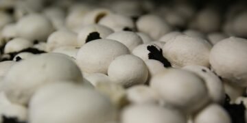 Mastering the Art of Growing: Essential Cannabis Cultivation Tips for Success