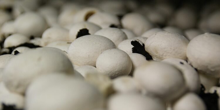 Mastering the Art of Growing: Essential Cannabis Cultivation Tips for Success