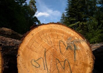 The Ultimate Cannabis Strain Guide: Navigating the World of Weed Varieties