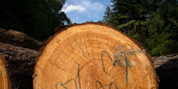 The Ultimate Cannabis Strain Guide: Navigating the World of Weed Varieties