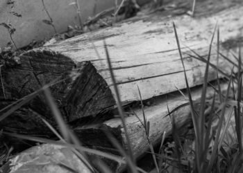 The Healing Power of Cannabis: Uncovering the Health Benefits of Strains