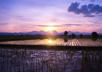 The Ultimate Cannabis Cultivation Handbook: A Step-by-Step Guide to Growing Your Own Potent Plants