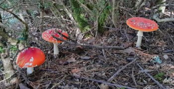 The (Ancient) Medicinal Science of Amanita Muscaria
