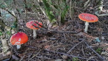 The (Ancient) Medicinal Science of Amanita Muscaria