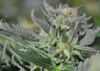 Strain Review: Blueberry Tahoe AKA Blueberry Tahoe OG