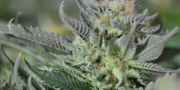 Strain Review: Blueberry Tahoe AKA Blueberry Tahoe OG