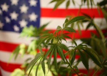 When Bad Actors Hijack Hemp—and Risk Derailing an American Opportunity