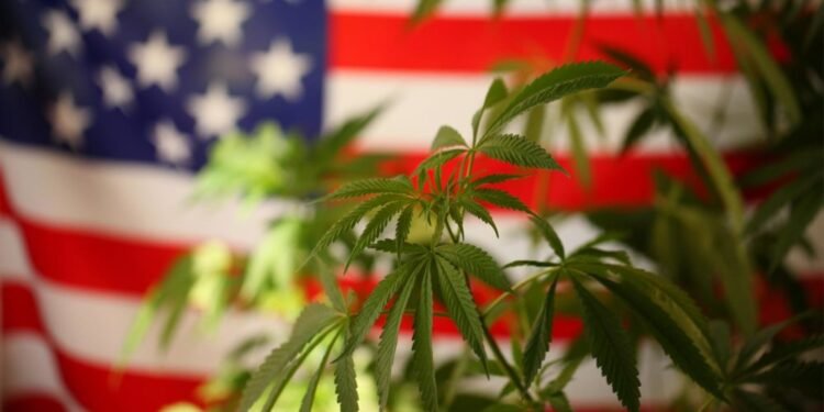 When Bad Actors Hijack Hemp—and Risk Derailing an American Opportunity