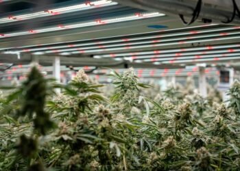 Cultivation’s Biggest Risk Isn’t the Crop—It’s the Build