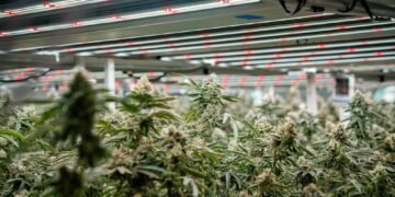 Cultivation’s Biggest Risk Isn’t the Crop—It’s the Build