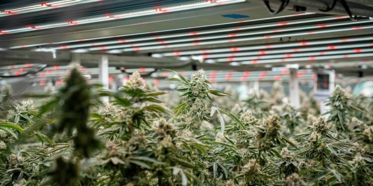 Cultivation’s Biggest Risk Isn’t the Crop—It’s the Build