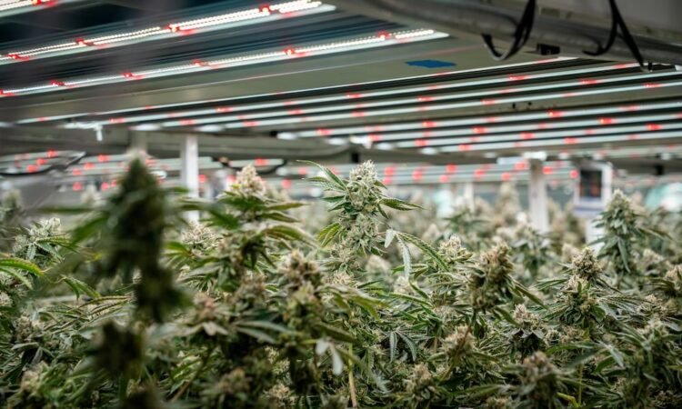 Cultivation’s Biggest Risk Isn’t the Crop—It’s the Build