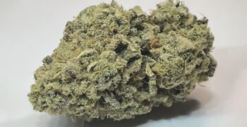 The Local Noze: Lime Heads by Island Genetics