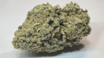 The Local Noze: Lime Heads by Island Genetics