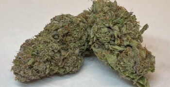 The Local Noze: Blue Zuchi by Magi Cannabis