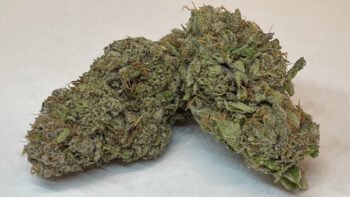 The Local Noze: Blue Zuchi by Magi Cannabis