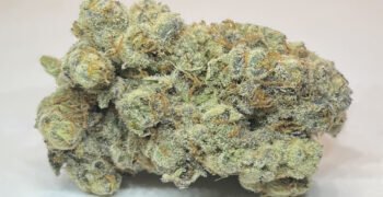 The Local Noze: Pucker Up by Verte West