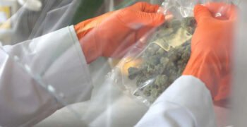 Massachusetts Cannabis Regulators To Begin THC Potency Inflation Checks