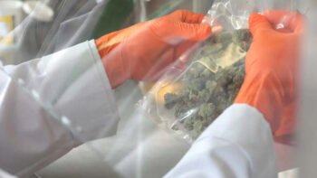 Massachusetts Cannabis Regulators To Begin THC Potency Inflation Checks