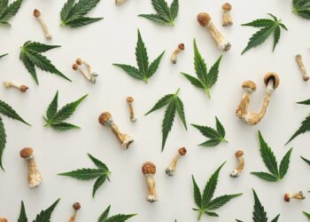 Breaking News: White House Advances Psychedelic Research for Veterans—Why Cannabis Could Benefit Next