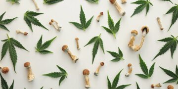 Breaking News: White House Advances Psychedelic Research for Veterans—Why Cannabis Could Benefit Next