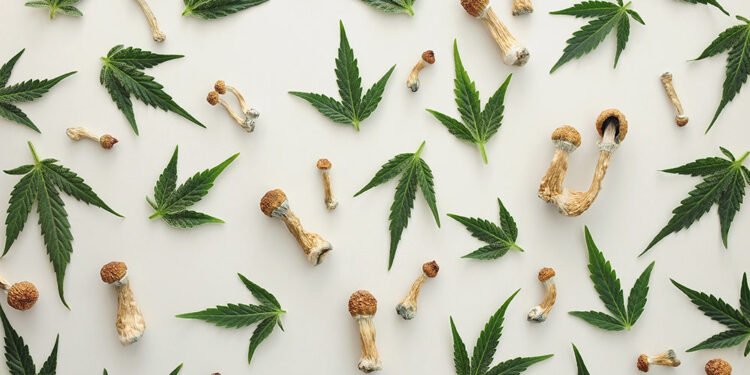 Breaking News: White House Advances Psychedelic Research for Veterans—Why Cannabis Could Benefit Next