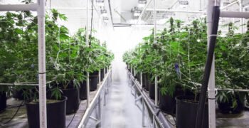 Health Canada’s Directive on Tours Leaves Industry Questioning What’s Still Possible