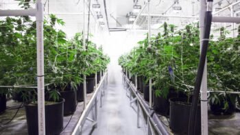 Health Canada’s Directive on Tours Leaves Industry Questioning What’s Still Possible