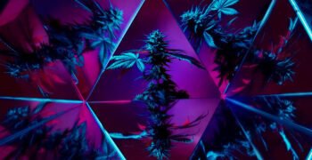 Why Most Celebrity Cannabis Brands Flopped – And What The Winners Got Right