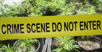 Cannabis Legalization Laws Associated With Lower Crime Rates