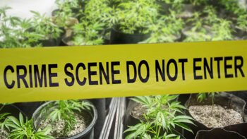 Cannabis Legalization Laws Associated With Lower Crime Rates
