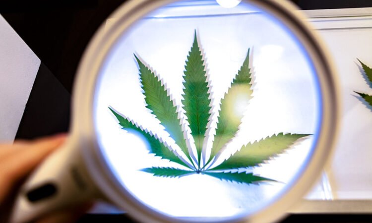 How Smokers Use Certain Strains to Boost Their Focus