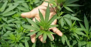 Don’t Toss Cannabis Leaves: Scientists Found Rare Compounds With Medical Potential
