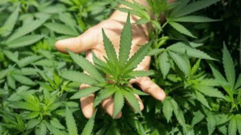 Don’t Toss Cannabis Leaves: Scientists Found Rare Compounds With Medical Potential