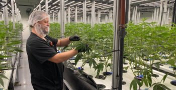 The Hardest Job In Cannabis – And The Most Lucrative – Is In Cultivation