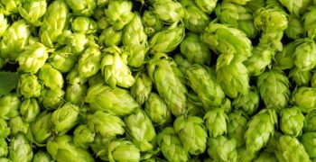 Hops and Cannabis Share Genetic Sex Switch, Scientists Discover