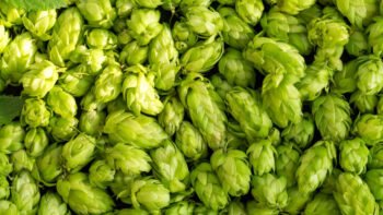 Hops and Cannabis Share Genetic Sex Switch, Scientists Discover