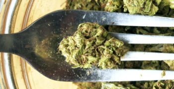Why Does Cannabis Give People ‘The Munchies’?