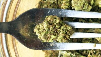 Why Does Cannabis Give People ‘The Munchies’?