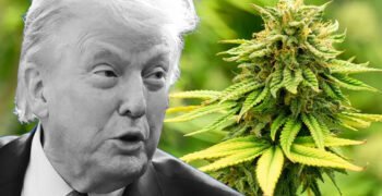 Trump Justice Department Turmoil Not Expected to Delay Marijuana Rescheduling