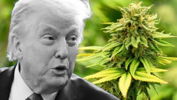 Trump Justice Department Turmoil Not Expected to Delay Marijuana Rescheduling