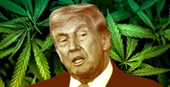 Trump’s Orders Elevate The Medical Status Of Psychedelics And Cannabis
