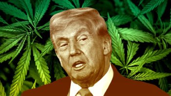 Trump’s Orders Elevate The Medical Status Of Psychedelics And Cannabis