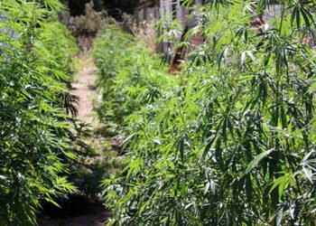 Summer Care: Pest Management and Crop Maintenance